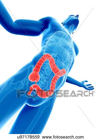 "Human large intestine, Illustration" View Large Illustration Stock Illustration - "Human large intestine, Illustration". Fotosearch