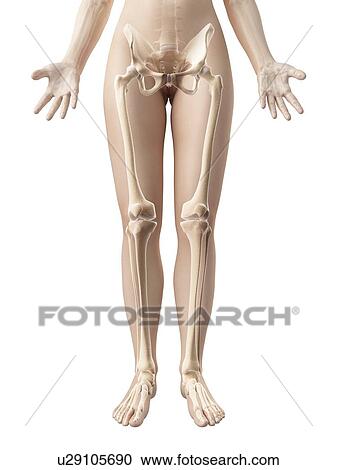 Clipart - "Human leg bones, Illustration". Fotosearch