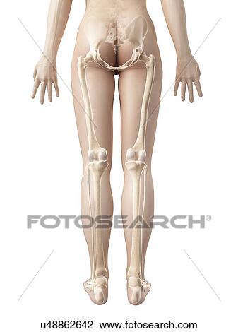 "Human leg bones, Illustration" View Large Illustration Drawing - "Human leg bones, Illustration". Fotosearch