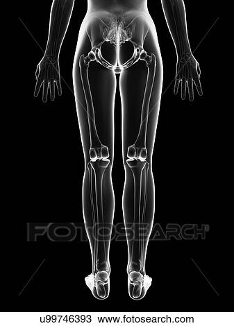 "Human leg bones, Illustration" View Large Illustration Drawing - "Human leg bones, Illustration". Fotosearch