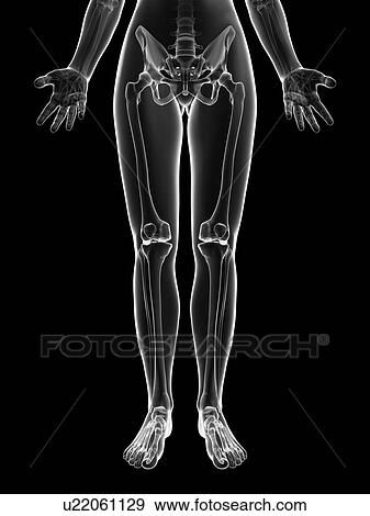 Stock Illustration - "Human leg bones, Illustration". Fotosearch