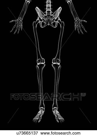 Stock Illustration - "Human leg bones, Illustration". Fotosearch