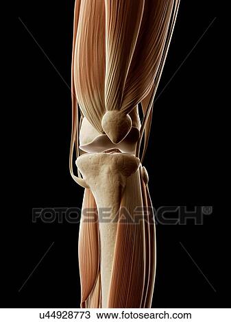 "Human leg muscles, Illustration" View Large Illustration Drawing - "Human leg muscles, Illustration". Fotosearch
