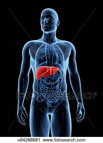 "Human liver, Illustration" View Large Illustration Clip Art - "Human liver, Illustration". Fotosearch