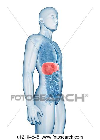 Stock Illustration - "Human liver, Illustration". Fotosearch