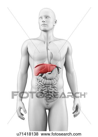 "Human liver, Illustration" View Large Illustration Stock Illustration - "Human liver, Illustration". Fotosearch