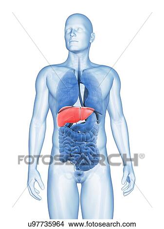 "Human liver, Illustration" View Large Illustration Stock Illustration - "Human liver, Illustration". Fotosearch