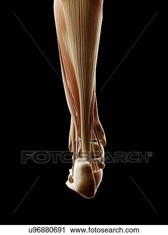 Clip Art - "Human lower leg and foot, Illustration". Fotosearch