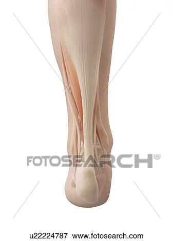 "Human lower leg muscles, Illustration" View Large Illustration Stock Illustration - "Human lower leg muscles, Illustration". Fotosearch