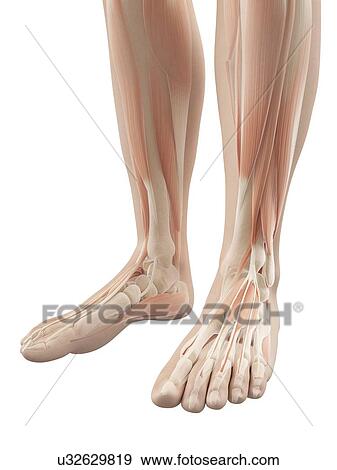 Stock Illustration - "Human lower leg muscles, Illustration". Fotosearch