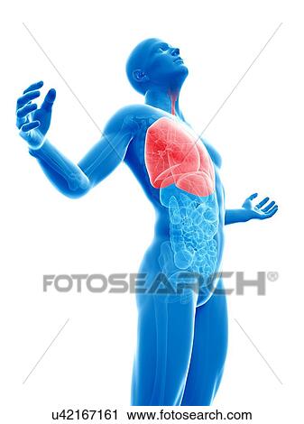 Clip Art - "Human lungs, Illustration". Fotosearch