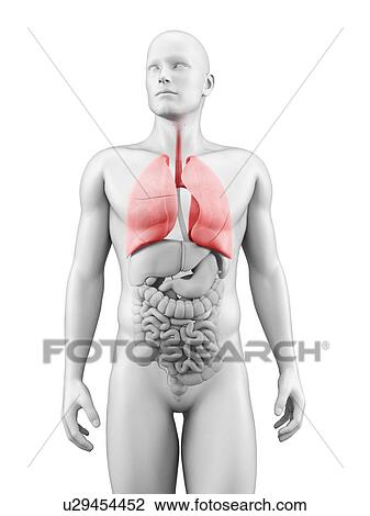Drawing - "Human lungs, Illustration". Fotosearch