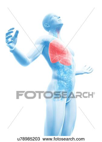 "Human lungs, Illustration" View Large Illustration Drawing - "Human lungs, Illustration". Fotosearch