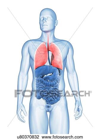 Drawing - "Human lungs, Illustration". Fotosearch