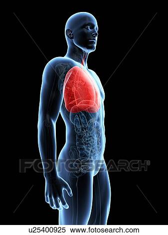 Stock Illustration - "Human lungs, Illustration". Fotosearch