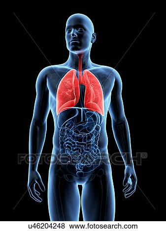 Stock Illustration - "Human lungs, Illustration". Fotosearch