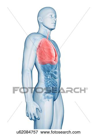 "Human lungs, Illustration" View Large Illustration Stock Illustration - "Human lungs, Illustration". Fotosearch