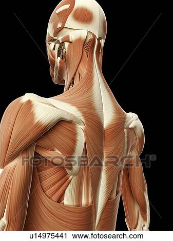 Clip Art - "Human muscular system, Illustration". Fotosearch