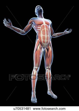 Clip Art - "Human muscular system, Illustration". Fotosearch