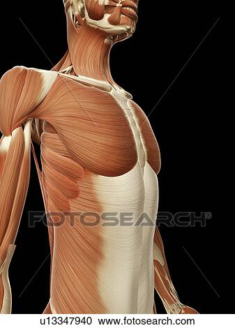 "Human muscular system, Illustration" View Large Illustration Clipart - "Human muscular system, Illustration". Fotosearch