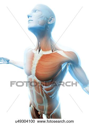 "Human muscular system, Illustration" View Large Illustration Clipart - "Human muscular system, Illustration". Fotosearch