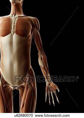 Clipart - "Human muscular system, Illustration". Fotosearch