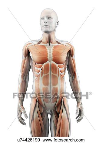 "Human muscular system, Illustration" View Large Illustration Clipart - "Human muscular system, Illustration". Fotosearch