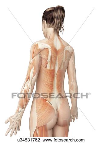Drawing - "Human muscular system, Illustration". Fotosearch