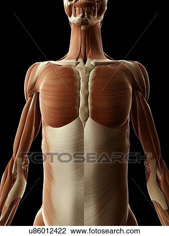 Drawing - "Human muscular system, Illustration". Fotosearch