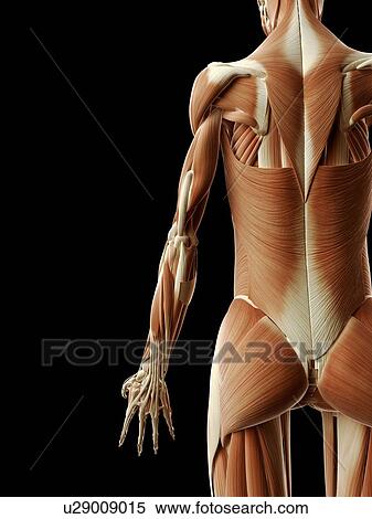 Stock Illustration - "Human muscular system, Illustration". Fotosearch