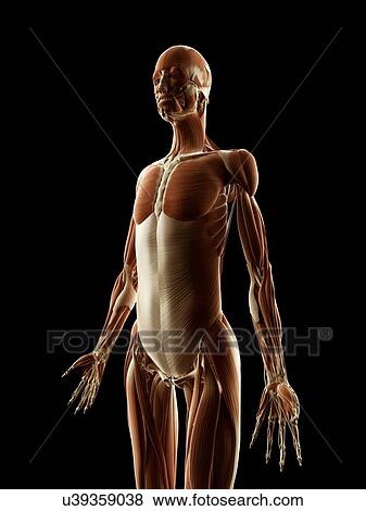 Stock Illustration - "Human muscular system, Illustration". Fotosearch