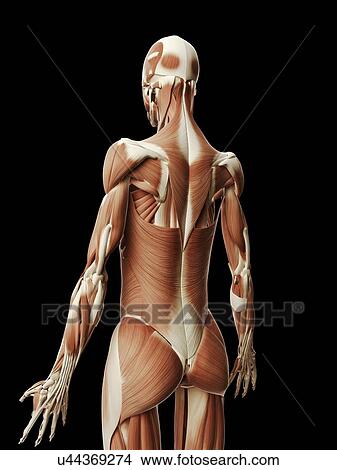 "Human muscular system, Illustration" View Large Illustration Stock Illustration - "Human muscular system, Illustration". Fotosearch
