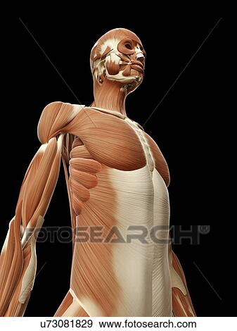 "Human muscular system, Illustration" View Large Illustration Stock Illustration - "Human muscular system, Illustration". Fotosearch
