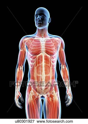 "Human muscular system, Illustration" View Large Illustration Stock Illustration - "Human muscular system, Illustration". Fotosearch