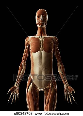 "Human muscular system, Illustration" View Large Illustration Stock Illustration - "Human muscular system, Illustration". Fotosearch