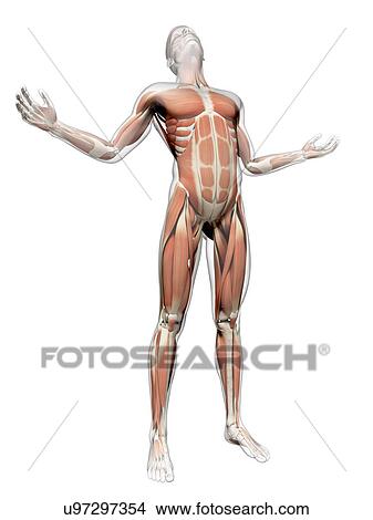"Human muscular system, Illustration" View Large Illustration Stock Illustration - "Human muscular system, Illustration". Fotosearch
