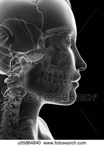 "Human neck and head, Illustration" View Large Illustration Clipart - "Human neck and head, Illustration". Fotosearch