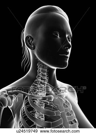 "Human neck and ribs, Illustration" View Large Illustration Stock Illustration - "Human neck and ribs, Illustration". Fotosearch