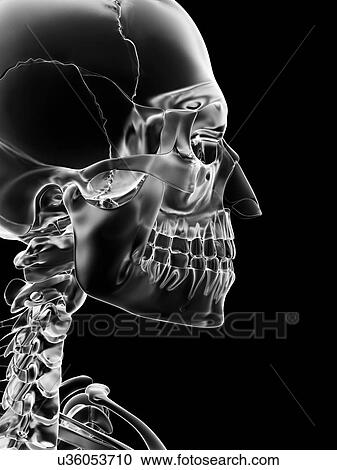 Clipart - "Human neck and skull, Illustration". Fotosearch