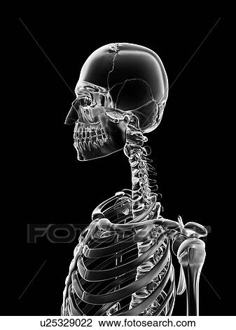 Drawing - "Human neck and skull, Illustration". Fotosearch