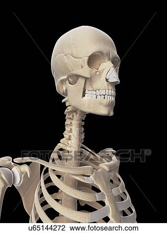 "Human neck and skull, Illustration" View Large Illustration Drawing - "Human neck and skull, Illustration". Fotosearch