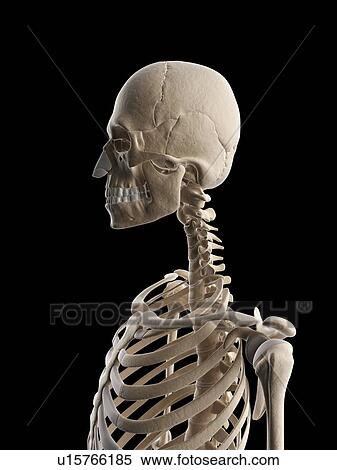 Stock Illustration - "Human neck and skull, Illustration". Fotosearch