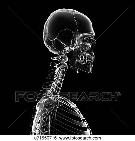 "Human neck and skull, Illustration" View Large Illustration Stock Illustration - "Human neck and skull, Illustration". Fotosearch