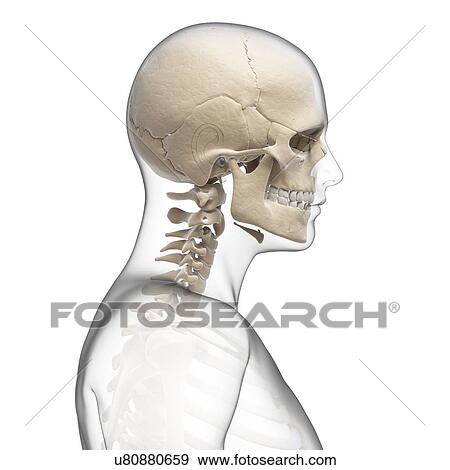 "Human neck and skull, Illustration" View Large Illustration Stock Illustration - "Human neck and skull, Illustration". Fotosearch