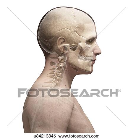 "Human neck and skull, Illustration" View Large Illustration Stock Illustration - "Human neck and skull, Illustration". Fotosearch