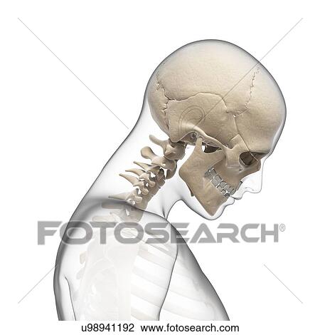 "Human neck bending forwards, Illustration" View Large Illustration Drawing - "Human neck bending forwards, Illustration". Fotosearch