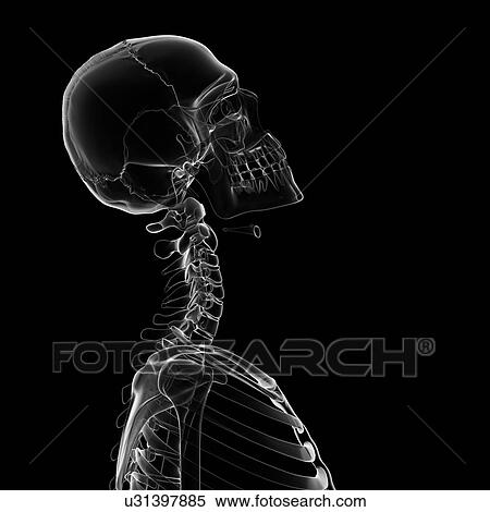 "Human neck bending, Illustration" View Large Illustration Stock Illustration - "Human neck bending, Illustration". Fotosearch