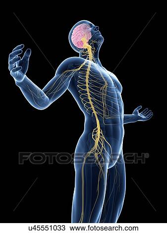 "Human nervous system, Illustration" View Large Illustration Drawing - "Human nervous system, Illustration". Fotosearch