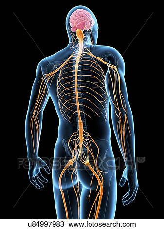 Drawing - "Human nervous system, Illustration". Fotosearch