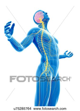Stock Illustration - "Human nervous system, Illustration". Fotosearch